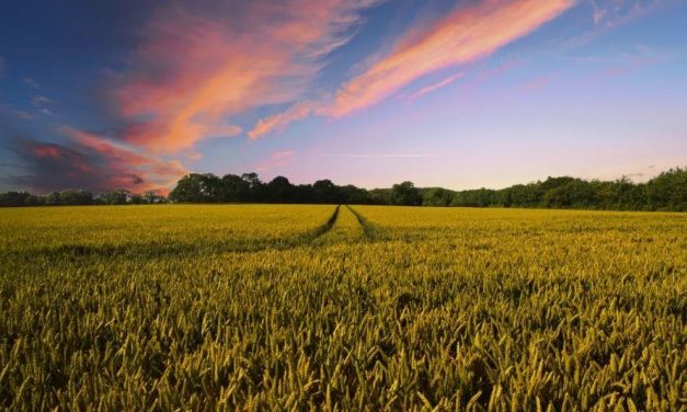 Cómo Sacarle Beneficios a tus Cultivos con Agricultura de Mercado 