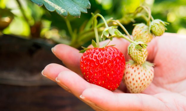 PLANTAR FRESAS: GUÍA, TRUCOS Y CONSEJOS