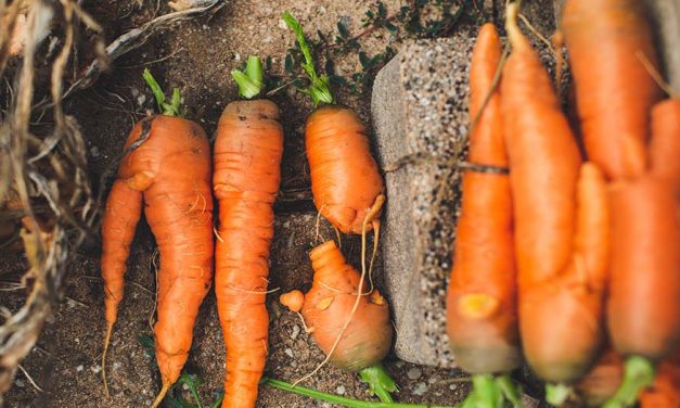 ¿Qué es la agricultura sostenible? ¿Qué ventajas tiene?